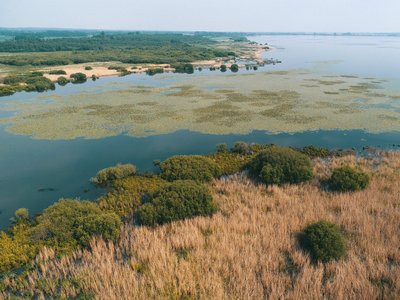 Luftbild des Dümmersees und der Schwimmblattzone
