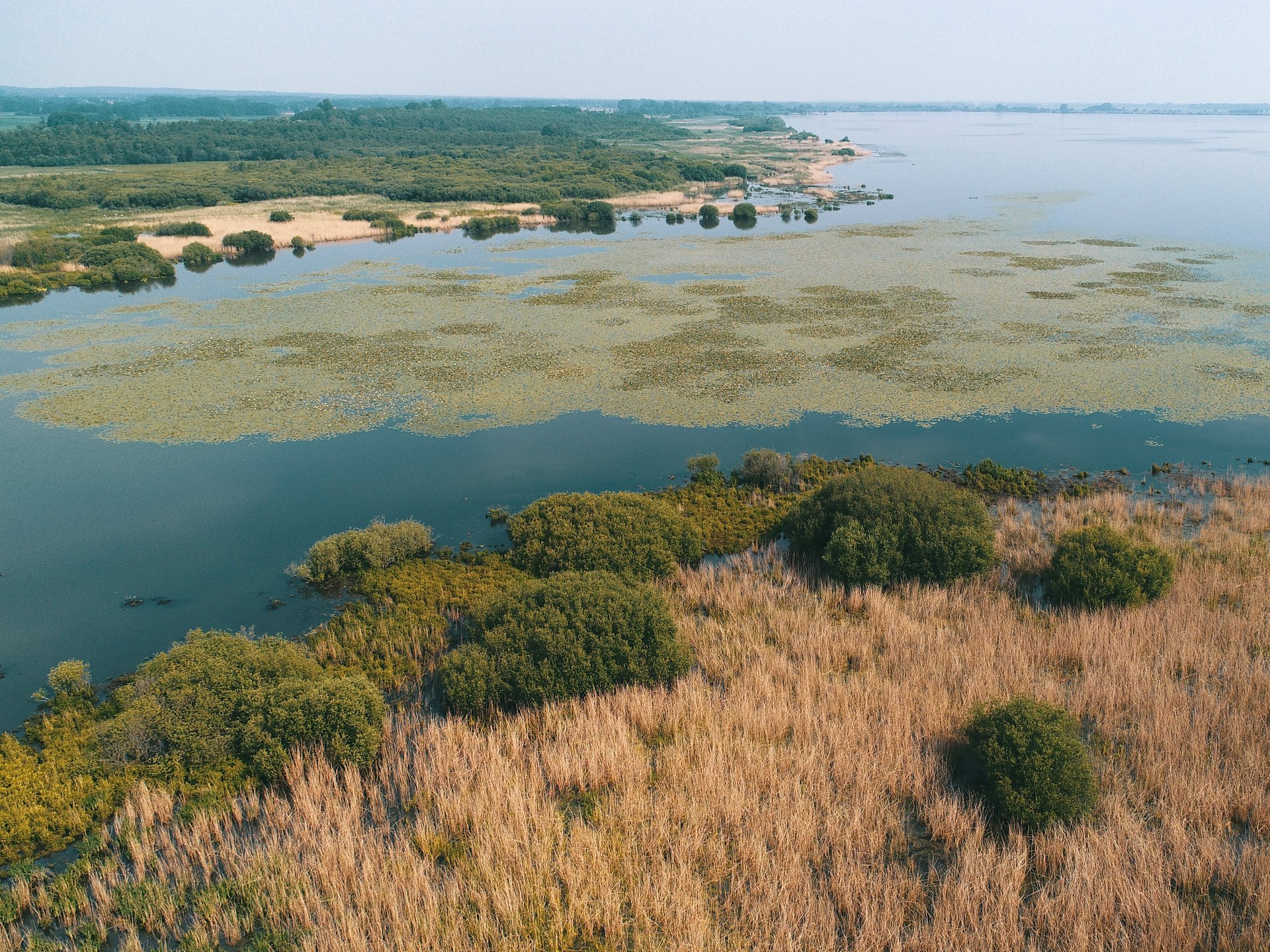 Luftbild des Dümmersees und der Schwimmblattzone